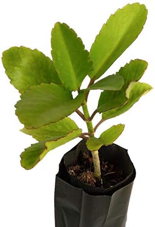 Panfuti, Vernacular, Bryophyllum Pinnatum, The Medicinal Ayurvedic Plant