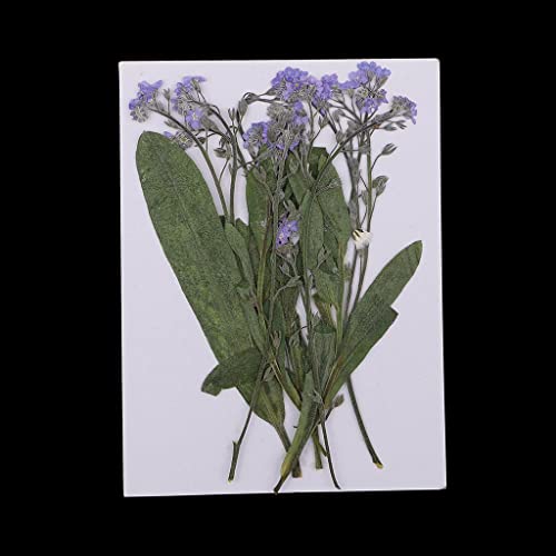 12 flores secas prensadas natural para manualidades miniatura 6