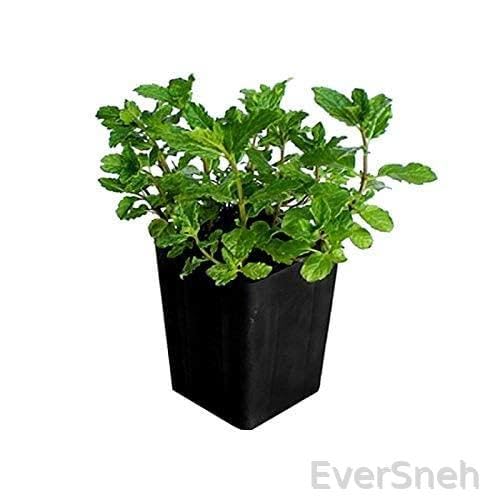 EverSneh Real Live Desi Pudina Puthina Mentha Mint Plant Medicinal Herbs Plant With Pot Mint Plant Live Plant Kitchen Herbs(Pack Of 2) (B0BTXBJLKX) Amazon Price History, Amazon Price Tracker