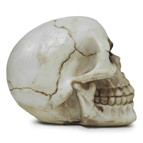 Crânio Caveira Realista Osso Resina Pequeno (Marfim)