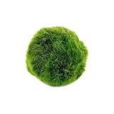 cladophora flotte  Plantes Aquatiques Cladophora Aegagropila Moss Ball pour Aquarium ou Aquarium (3cm)