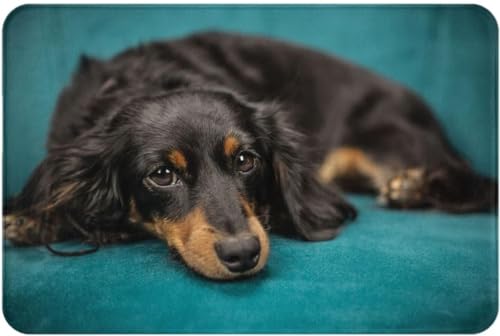 �\�t�@�[�̏�ł��낮 �_�b�N�X�t���h �� �J�[�y�b�g �����` ���O�}�b�g ���փ}�b�g ���O �O�~ �l�G�ʗp �h�_�j �R�� �h�L �􂦂� �ӂ�ӂ픧�G�� ����~�߃z�b�g�J�[�y�b�g �ې�OK �A�j�� �l�C �v���[���g 40×60cm Hy167