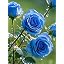 Amazon.com : ROSEWINKLE 1000pcs Climbing Maniac Rose Seeds for Planting ...