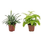 DECOALIVE 8436601570352 Pack Helecho Espada (Nephrolepis Exaltata) y Helecho Delta (Adiantum Fragans) Plantas de Interior, 30cm