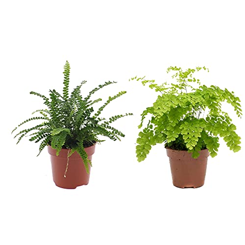 DECOALIVE 8436601570352 Pack Helecho Espada (Nephrolepis Exaltata) y Helecho Delta (Adiantum Fragans) Plantas de Interior, 30cm