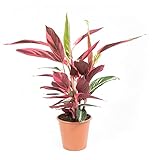 Calathea stromantha Triostar, Korbmarante, Gebetspflanze, echte Zimmerpflanze im 14cm Topf, Hhe ca. 35cm