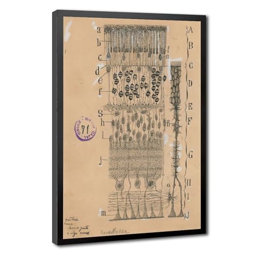 Dessin cellulaire vintage de la rétine décoration murale élégante pour grand bureau d'études
