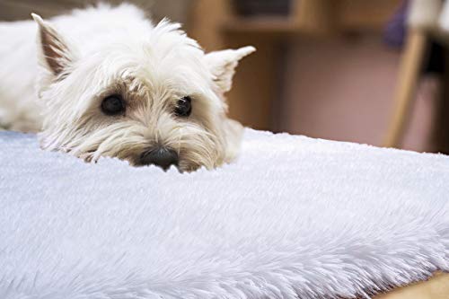 Pacapet Fluffy Area Rugs, White Shag Rug For Bedroom, Plush Furry Rugs For Living Room, Fuzzy Carpet For Kid's Room, Nursery, Home Decor, 3 X 5 Feet #TOP5