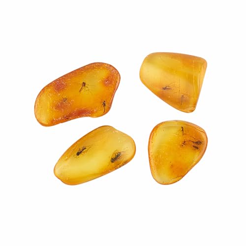 ELEGAMBER Insectos fósiles naturales de ámbar báltico, insectos de hace millones de años, cuatro juegos, muestras de insectos verdaderos, muestras de insectos científicos, enseñanza de ciencias