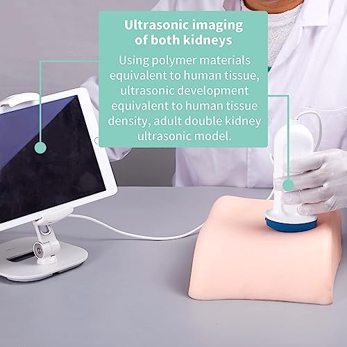 Ultraschall Punktionstrainingsmodell, Doppelniere Biopsie, Doppelniere Zyste Perkutane Punktion Nieren, Multiple Nierenläsion Gewebe