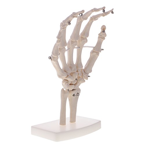 Injoyo Kit Modello 1: 1 Corpo Mano Mano Ginocchio