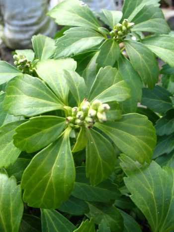 Ysander Pachysandra von Plantenwelt Wiesmoor für winterharte Gartenböden
