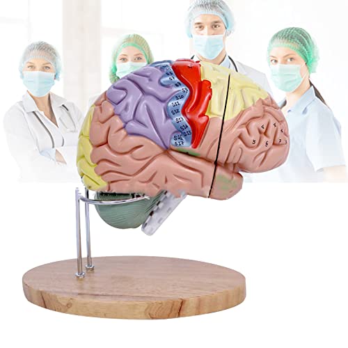 Cerveau humain pour étude en classe de sciences avec étiquettes indicatives
