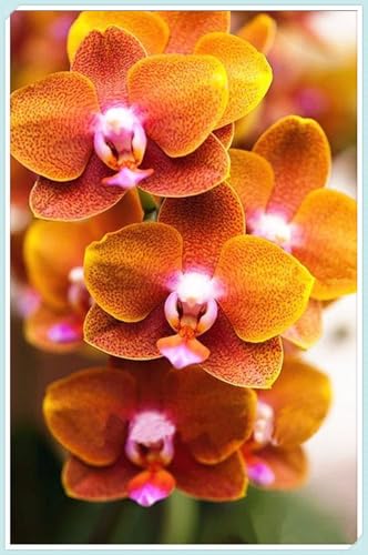 Bulbos de Orquídea Cymbidium - Elegantes y Duraderas - Porte Grácil y Armónico - Ideal para Interior y Exterior-3 Bulbos-I