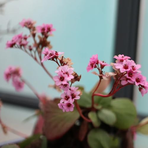 semillas de bergenia - bergenia cordifolia - para camas elevadas, para balcones, resistentes para 60pcs