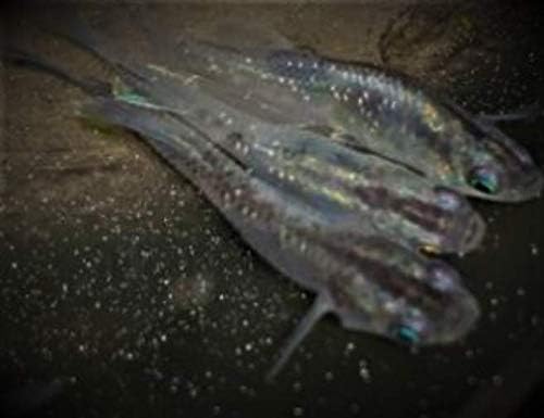 メダカ 魔王改 若魚 成魚 ペア A1 ノーブランド品 観賞魚 水中生物 通販 Amazon