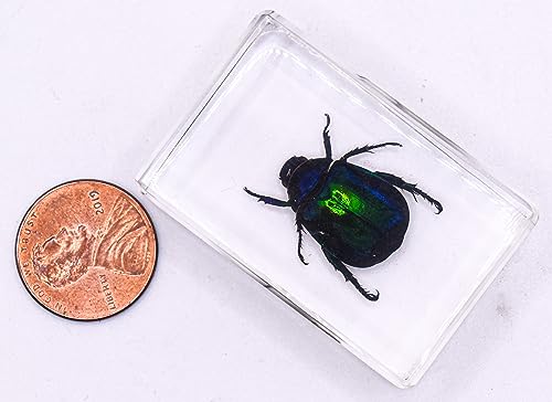 Image of 44mm Real Colorful Scarab Beetle in Crystal Clear Lucite Resin Crafts Specimen Preserved Various Animal Insect Bug Taxidermy Collection for Biology Science Education & Desk Ornament Display Supplies