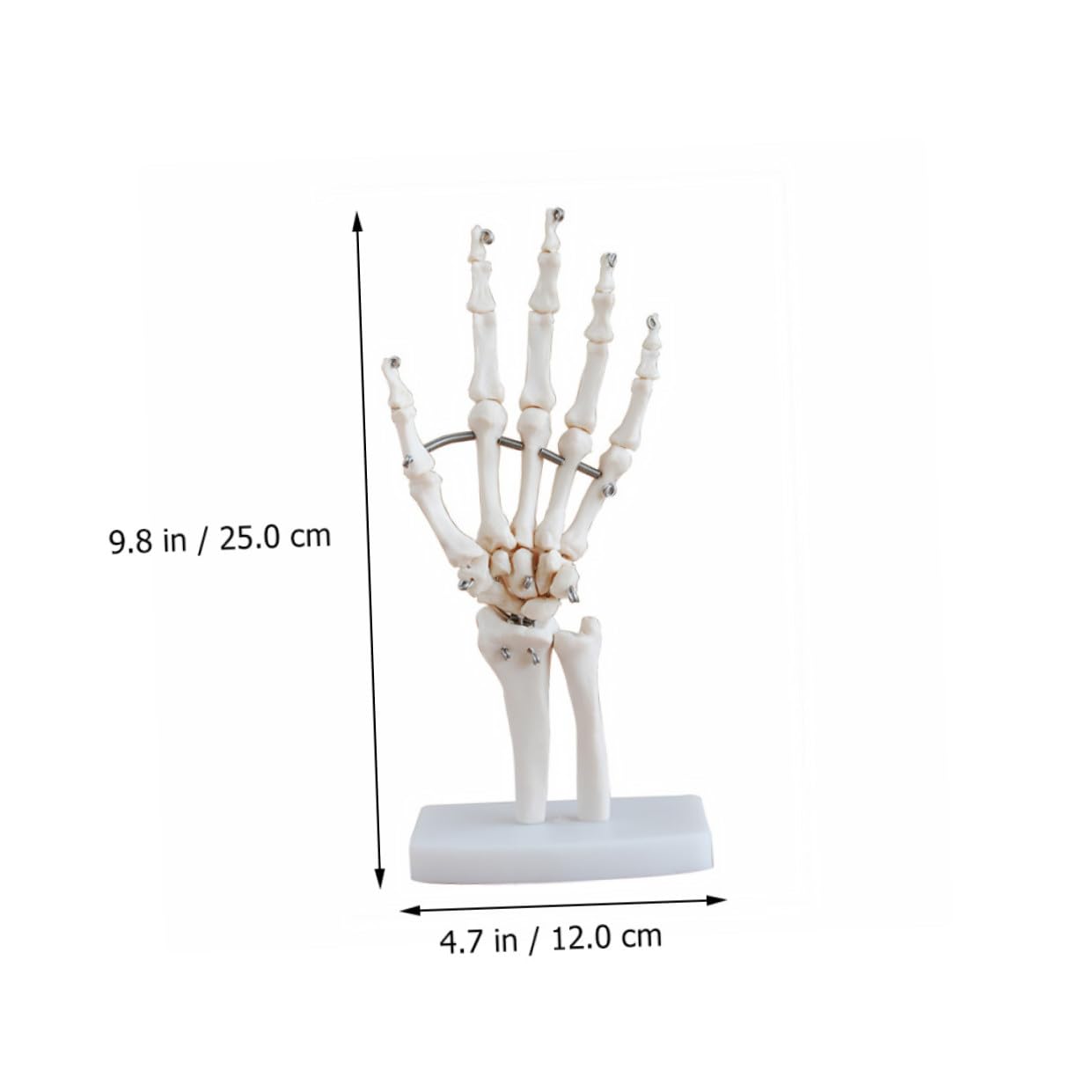 PRETYZOOM 2 Pezzi Modello Scheletro Della Mano con Articolati Strumento Didattico per Ospedali e Scuole per Laboratori Scientifici e Insegnamento Della Anatomia