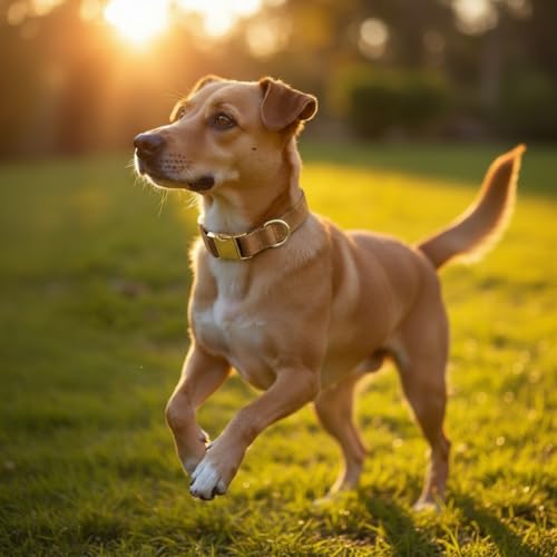 Elegantes Hundehalsband aus Samt mit Goldener Metallschnalle – Hochwertig, bequem & verstellbar – Edles Design in Mehreren Farben & Größen (23–60 cm) (Hellbraun, L = Umfang 36-60cm)
