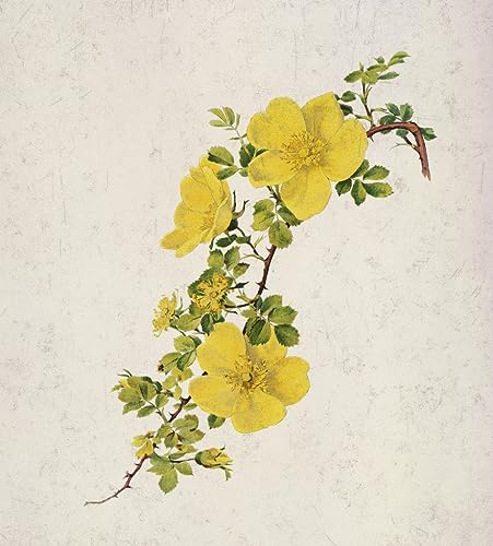 Tableau Rosa Foetida Alfred Parsons pour habiller un grand mur vide