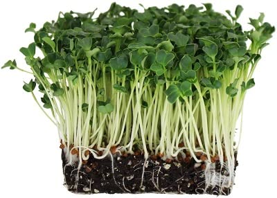 Image of SK ORGANIC Spinach (Palak) Seeds for Cultivation - microgreens garden vegetables (3KG)