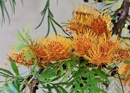 100 Grevillea robusta,Southern Silky Oak or Silky Oak, Australian Silver Oak,