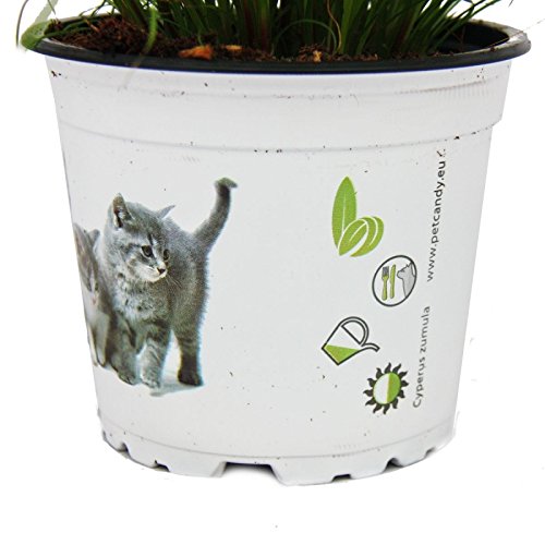Altijd al kattengras binnen willen kweken? Lees onze tips