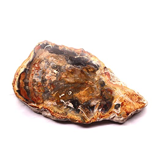 RSTJVB Petrified Wood Slab, Natural Fossil Mineral Slice Collectible Fossilized Tree Crystal Polished Decor Stone, Polished Fossil Stone Tree Specimen Slice from Madagascar,5-7cm