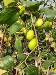 شجرة نبق او سدر تفاحي ذات الطعم اللذيذ و الفوائد العديدة وتصلح لزراعتها ...