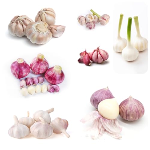 semillas de ajo orgánica ajo en resistentes ajo de invierno de orgánicas, balcón, jardín 250pcs