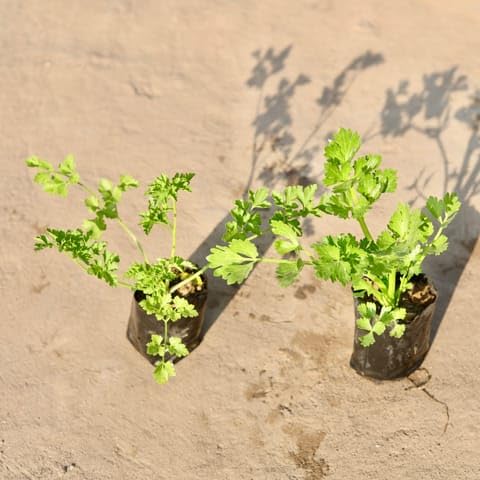 Nursery Evergreen PLANT Set of 2 - Celery And Parsley in 4 Inch Nursery Bag-image-48