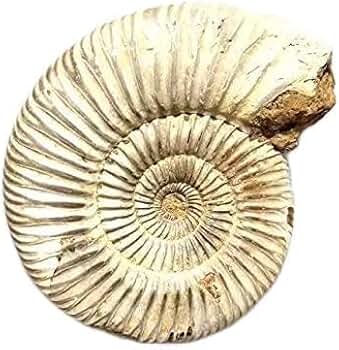 天然石☆水晶☆アンモナイト 41avdVE-FRL._AC_AC_SY350_QL65_.jpg