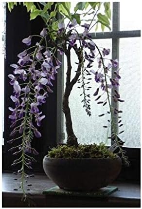 Amazon 四月に開花 藤盆栽 お花からの 香りも いい香りがします 観葉植物 オンライン通販