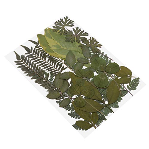 Exceart folhas secas reais prensadas hortênsias flores prensadas folhas secas naturais para arte de
