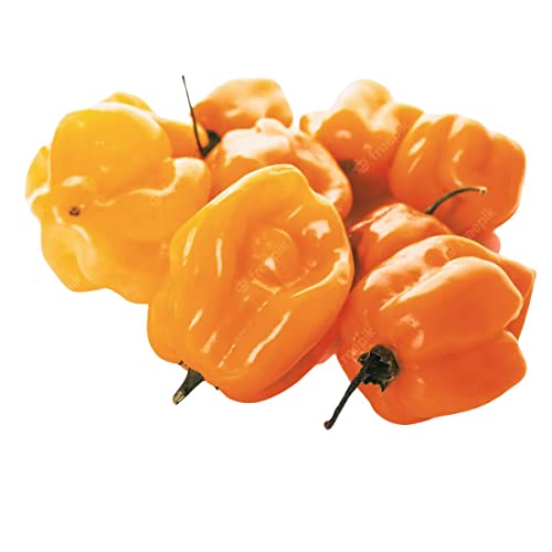 Sementes de Pimenta BRS Araçari Habanero (Amarela) ISLA