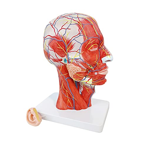 Image of Human Half Head Superficial Neurovascular Musculature Model with Removable Brain, Shows Cranial Cavity Nerve, Life Size Anatomical Head Model Skull Brain for Medical Teaching Learning, Education