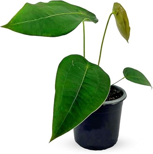 LEAL PLANTS ECUADOR Anthurium Peltigerum| Large Elephant Ear Plant for