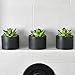 SEEKO Artificial Succulents 3 Pack Faux Potted Plant Decor - Realistic Faux Succulents Perfect Small Desk Plant, Home Office, Kitchen, Book Shelf, or Bathroom Decor (Matte Black Pot)