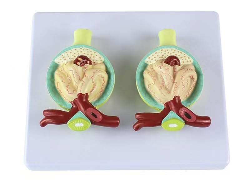 Modelo de órgano renal humano de textura clara con etiquetado digital detallado 6