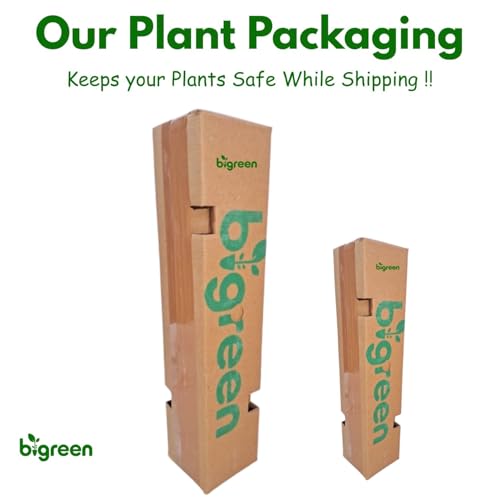 Image of Bigreen Live Lavender Plant with Pot | Aromatic Shrub plants for Home Garden, Balcony, Indoor & Outdoor Decor | Year-Round Purple Blooms | Low-Maintenance, Sun-Loving Herb