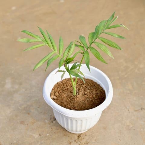 Best Nursery Chamaedorea Palm in 8 Inch Plant White Olive Plastic Pot-image-7