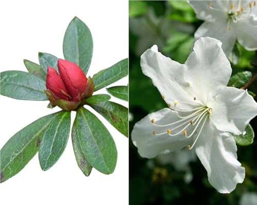 Planta natural Azalea flor Blanca. 20-30 cm. Arbusto ornamental muy apreciado por la belleza y abundancia de sus flores (según fecha). Segura Garden.