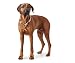 HUNTER Sansibar RANTUM Verstellbare Führleine für Hunde, modern, nautisch, 1 x 200 cm, beige & Sansibar Rantum Halsung, Hundehalsband, Tau, modern, nautisch, 50 (M-L), beige