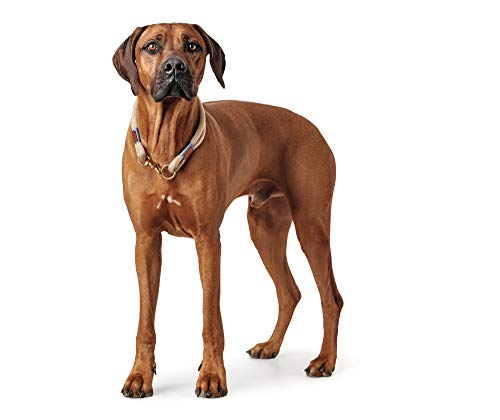 HUNTER Sansibar RANTUM Verstellbare Führleine für Hunde, modern, nautisch, 1 x 200 cm, beige & Sansibar Rantum Halsung, Hundehalsband, Tau, modern, nautisch, 50 (M-L), beige