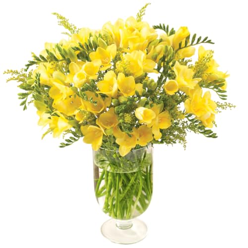 Sendabunch Yellow Freesia Bouquet – 30 Fresh Scented Stems with Solidago – Hand-Picked Channel Island Flowers for Birthdays & Anniversaries – Yellow