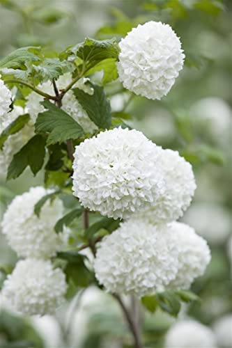Viburnum opulus 'Roseum' 30-40 cm – Winterhart, Mehrjährig, Pflegeleicht – Schneeball – Heckenpflanze für Garten...