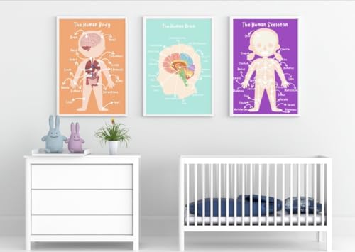 Affiches corps humain pour enfants : fini les questions complexes sur l'anatomie