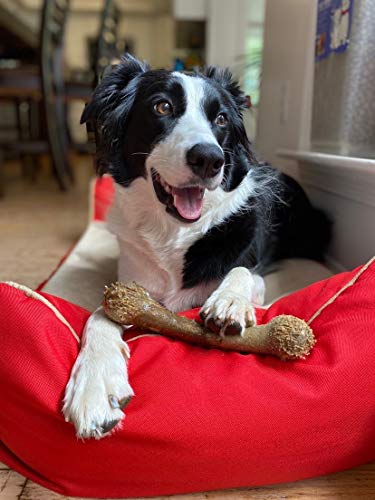 Pet Qwerks Alien Barkbone - Nylon Dog Bone For Aggressive Chewers - Beef Stew Flavor - 7.75" #TOP7