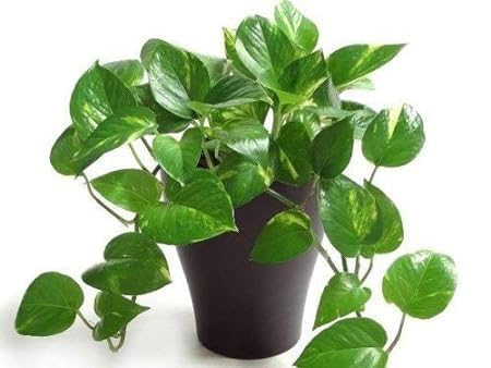SEEDTREES Money Plant Indoor live Plant For Home and Garden (Pack of 1) (B0CTQXC6WK) Amazon Price History, Amazon Price Tracker
