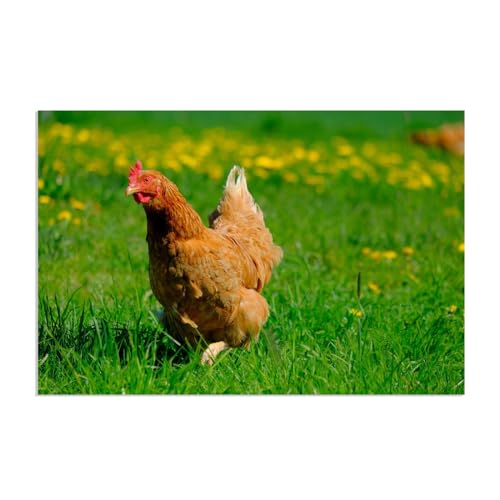 Tableau coq et poule en impression sur toile premium | Toile animaux géante 120x80cm